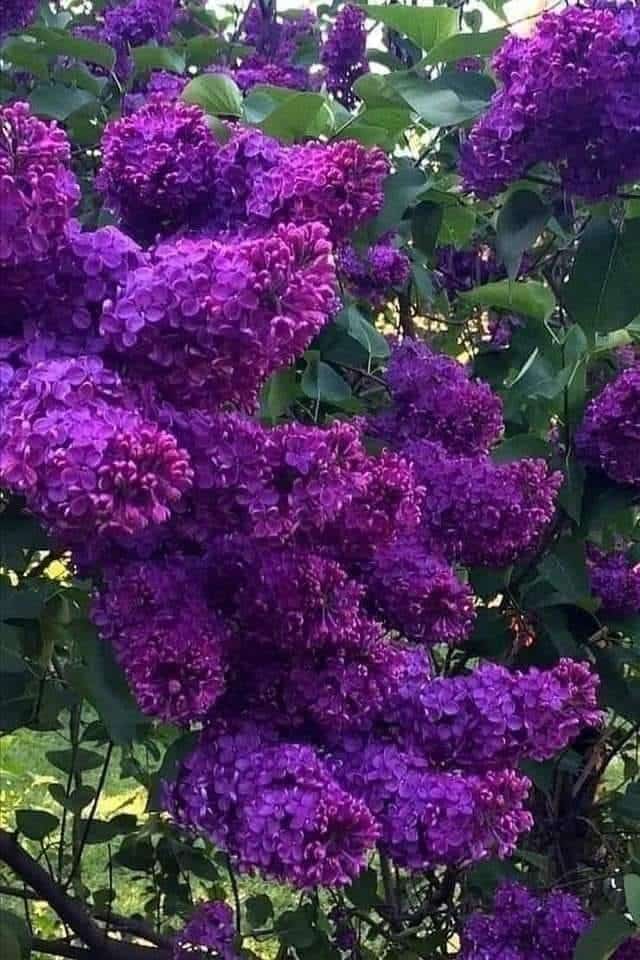 Our Sacred Planet Mother Earth in all of it’s Amazing Beauty and the Quote of the Day 85