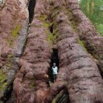 Our Sacred Planet Mother Earth in all of it’s Amazing Beauty and the Quote of the Day 74 The-red-Tingle-tree-Australia