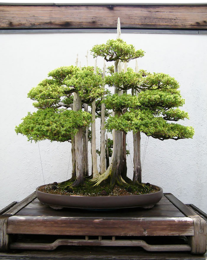Bonsai Forest-awaken