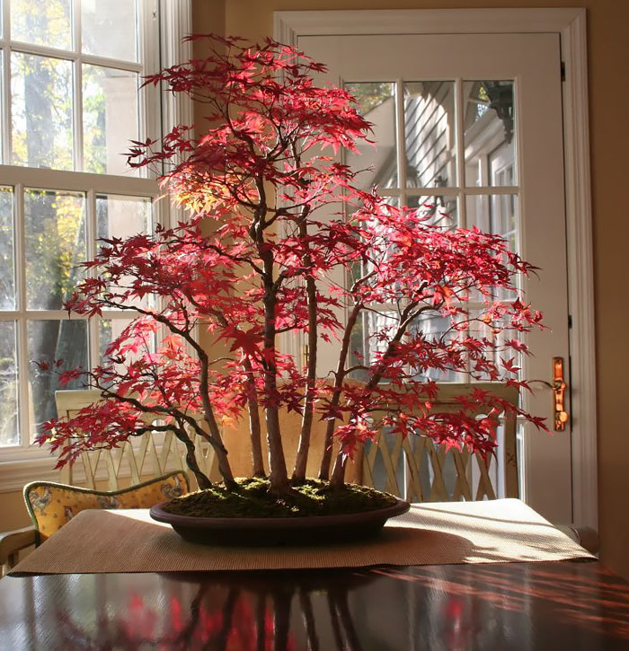 Bonsai Maple Forest In Autumn-awaken