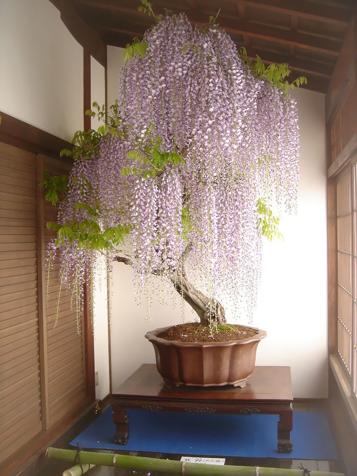 Wisteria-awaken