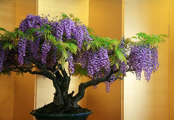 Wisteria Bonsai-awaken