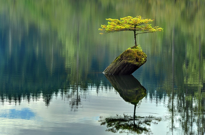 Not An Average Bonsai-awaken