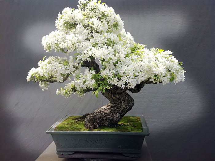 Apple Tree-awaken