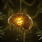 cognitive-longevity-high-polyphenol-extra-virgin-olive-oil-neuroprotection-356-original