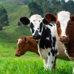 University of Calgary researchers use AI to hunt new treatments for cattle parasites