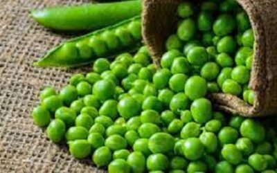 Are Peas Good for You? — What You Need To Know About Peas And Pea Protein