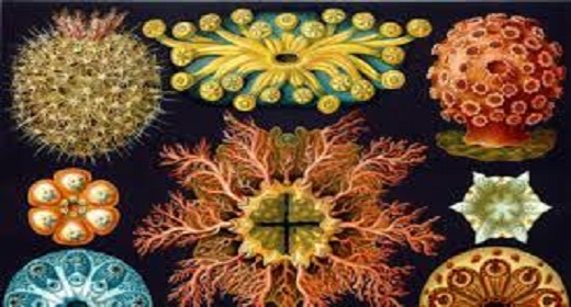 Animal Telepathy And The Morphic Field