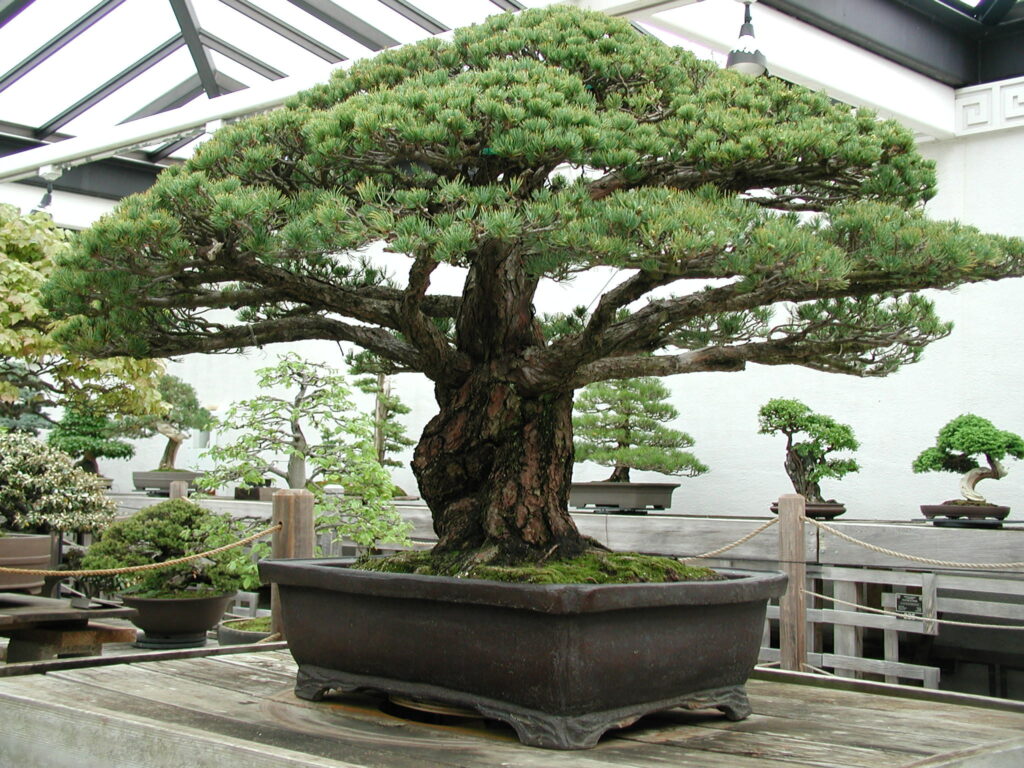 400 year old Bonsai-awaken