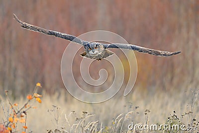 flying eurasian eagle owl 27745958 Paranormal Daily News