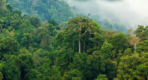 Awaken Interviews John Robbins Pt 2 – The Forests Are The Earth’s Lungs