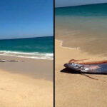 The recent “Doomsday” Oarfish sightings in California, Mexico, and Vietnam are raising concern oarfishdoomsdayfishmexico