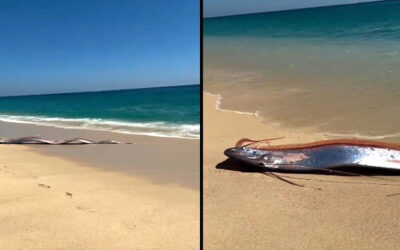 The recent “Doomsday” Oarfish sightings in California, Mexico, and Vietnam are raising concern