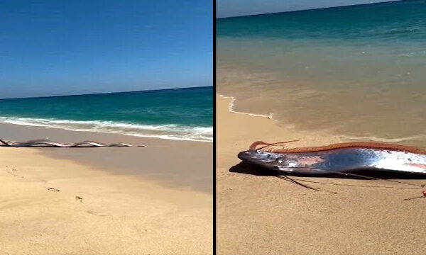 The recent “Doomsday” Oarfish sightings in California, Mexico, and Vietnam are raising concern