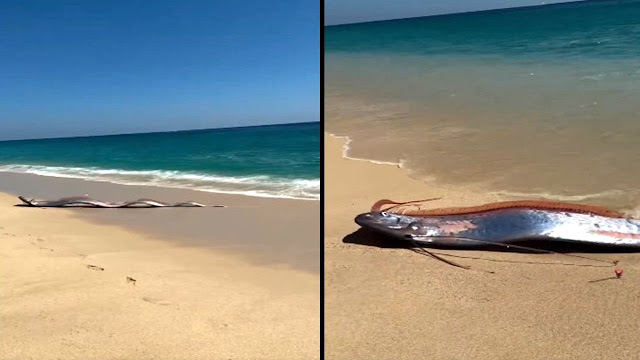 The recent “Doomsday” Oarfish sightings in California, Mexico, and Vietnam are raising concern