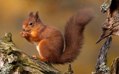 The Great Experiment To Put A Price On Nature