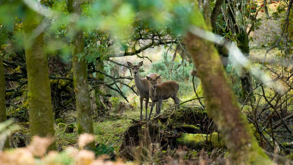 The animals within ecosystems change the amount of carbon they sequester or release, but putting a figure on that change can be tricky (Credit: Getty Images)