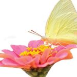 Where To Buy Organic, Non-GMO Heirloom Seeds: 6 Companies where-to-buy-4-jpg