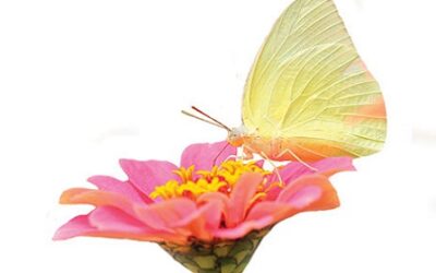 Where To Buy Organic, Non-GMO Heirloom Seeds: 6 Companies