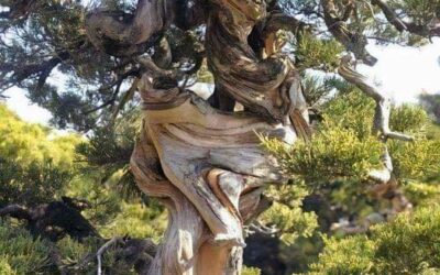 Our Sacred Planet Mother Earth in all of it’s Amazing Beauty and the Quote of the Day 124