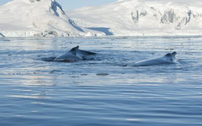 Antarctic whale populations are rebounding, but there’s still more to do