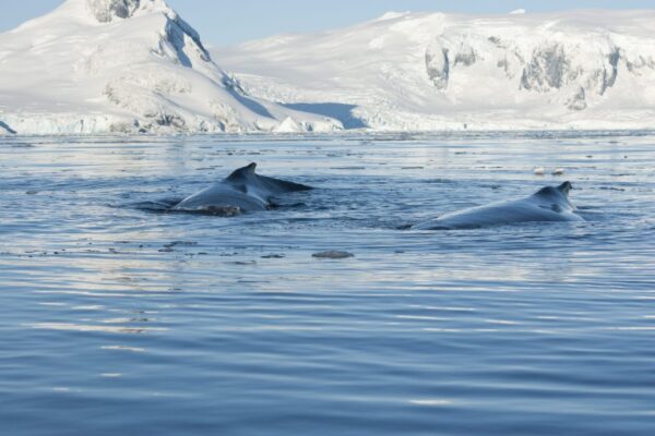 Antarctic whale populations are rebounding, but there’s still more to do