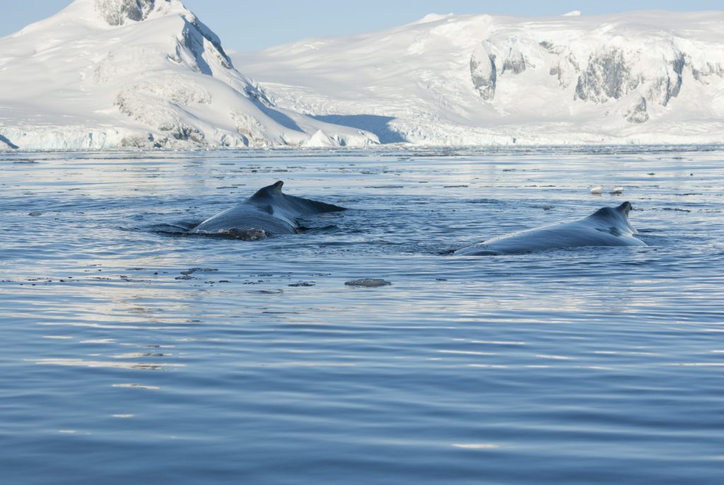 Antarctic whale populations are rebounding, but there’s still more to do