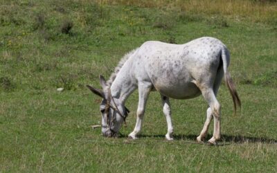 Spain’s donkey brigade has kept Doñana fire-free for nine years