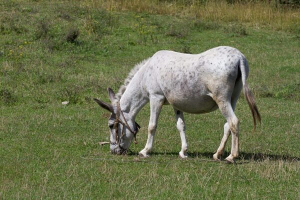 Spain’s donkey brigade has kept Doñana fire-free for nine years