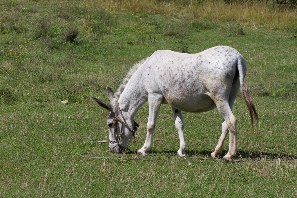 Spain’s donkey brigade has kept Doñana fire-free for nine years