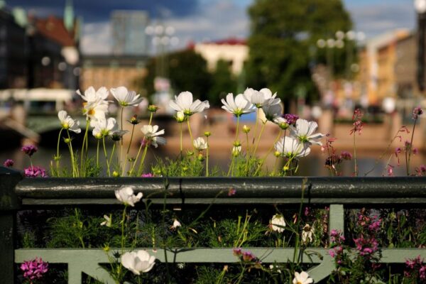 Why cities are becoming an unlikely refuge for wildflowers