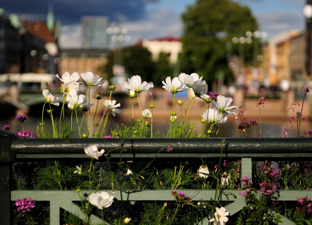 Why cities are becoming an unlikely refuge for wildflowers