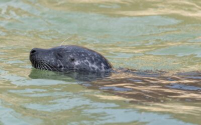 The sensory superpower that lets seals hunt in total darkness