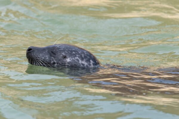 The sensory superpower that lets seals hunt in total darkness