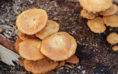 Are fire-loving fungi mother nature’s first responders after wildfires?