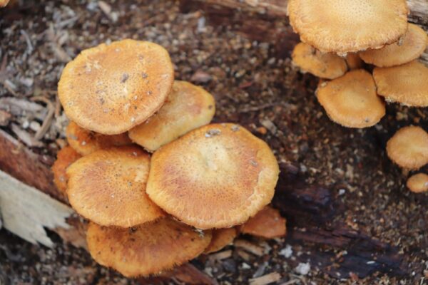 Are fire-loving fungi mother nature’s first responders after wildfires?