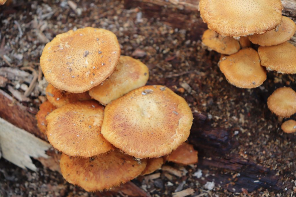 Are fire-loving fungi mother nature’s first responders after wildfires?