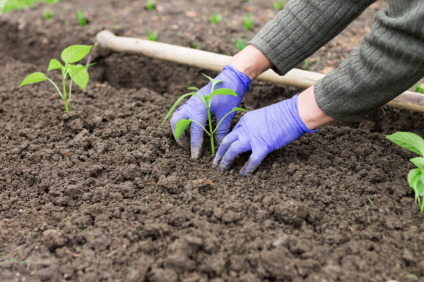 4 tips for everyday eco-friendly living