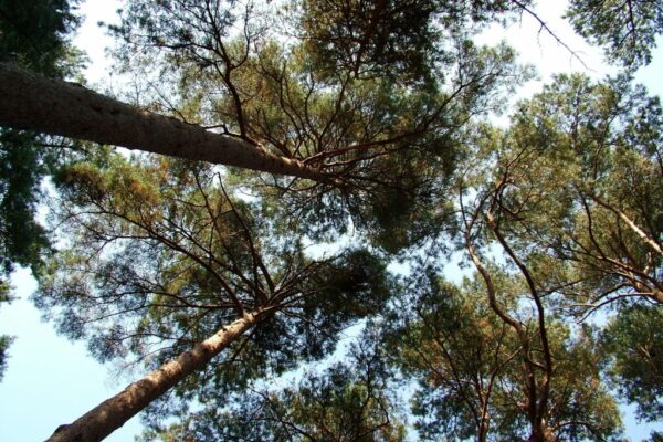 UK startup turns festival urine into forest-grade fertilizer