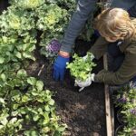 What Does Organic Mean? Organic-planting-jpg