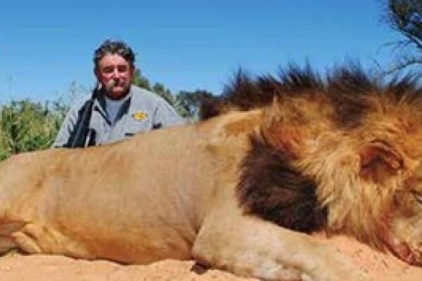 Millionaire American Big-Game Hunter TRAMPLED TO DEATH By Angry Elephants in Africa While Stalking a Shy and Elusive Animal
