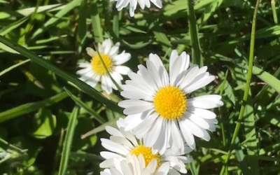 Daisies to distract