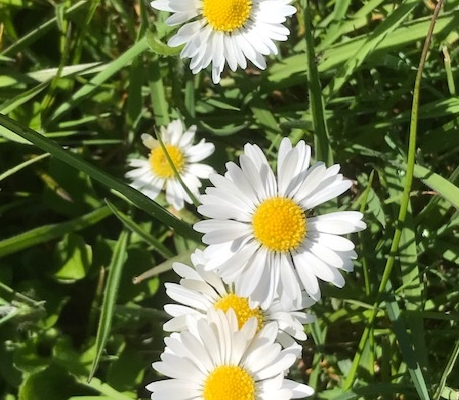 Daisies to distract