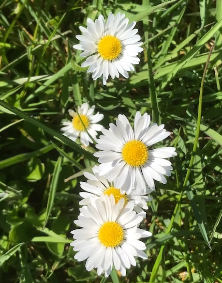 Daisies to distract