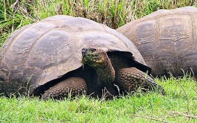 How Galapagos Giant Tortoises Live Cancer-Free for 100 Years
