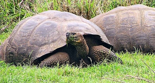 How Galapagos Giant Tortoises Live Cancer-Free for 100 Years