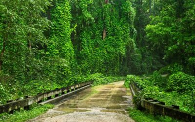 The Hit List – Invasive weeds