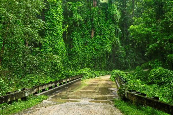 The Hit List – Invasive weeds