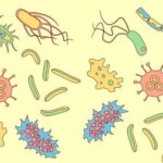 A Secret To Healthy Aging May Be the Bugs In Your Microbiome microbiome_524972278