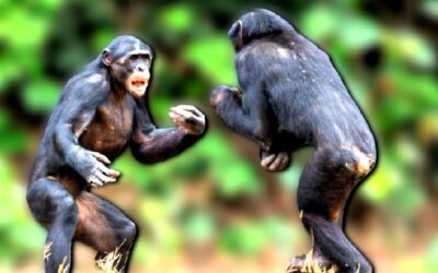 APE WAR: Two Chimpanzee Clans in Uganda Violently Turn on Each Other in the First Recorded Simian Conflict – And Scientists Have No Idea Why
